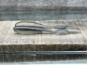Pr1mal Snapshot 3.8" - Smoke Hologram 10ct - Lucky Lure Tackle