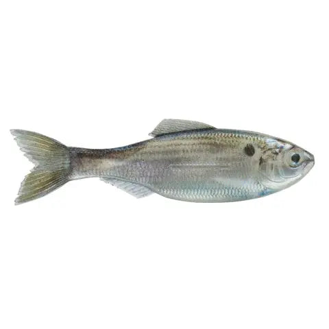 6th Sense Plump Panorama 5.0 - Live Threadfin Shad 3pk