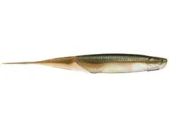 6th Sense Shindo Shad 5.0 - Green Gizzard 6pk