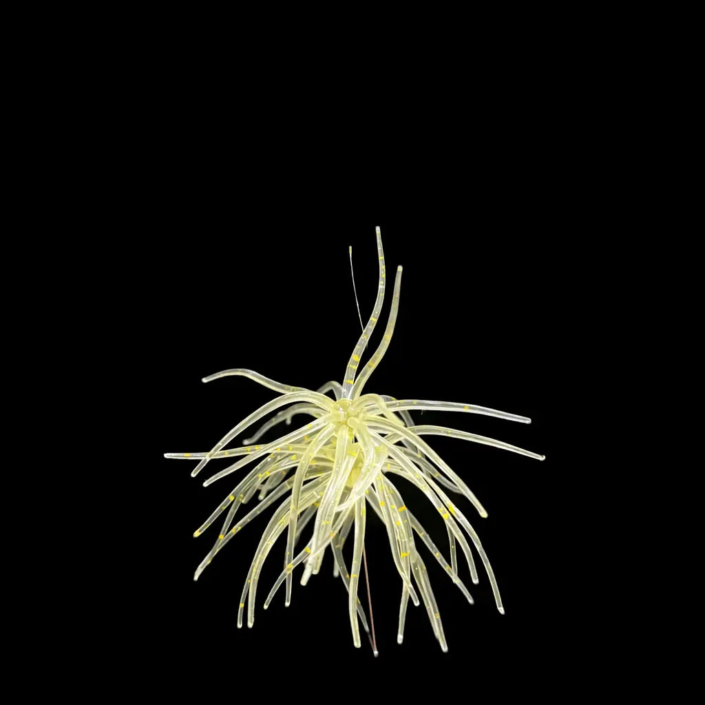 Hag's Prickly Pear 9.9mm - Marfa Light