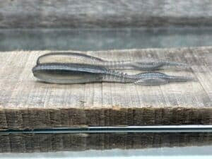 Pr1mal Snapshot 3.8" - Smoke Hologram 10ct