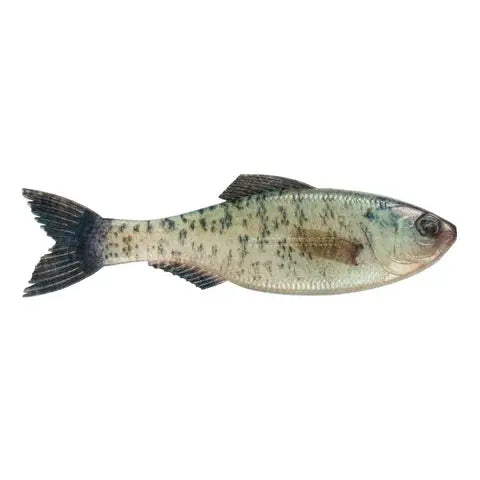 6th Sense Plump Panorama 5.0 - Live Crappie 3pk