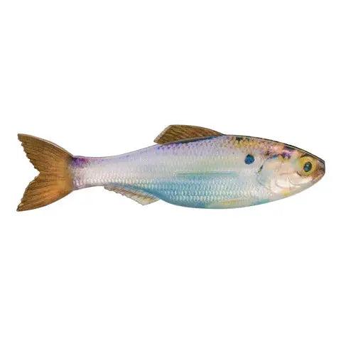 6th Sense Plump Panorama 5.0 - Live Gizzard Shad 3pk
