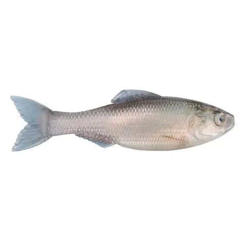 6th Sense Plump Panorama 5.0 - Live Minnow 3pk