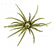 Hag’s Prickly Pear