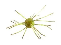 Strike King Tumbleweed 3"